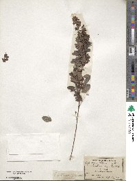 Lespedeza stuevei image