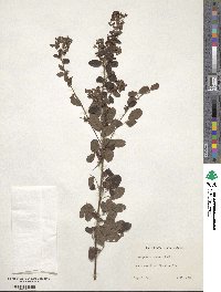 Lespedeza stuevei image