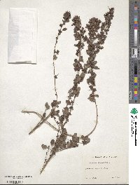 Lespedeza stuevei image