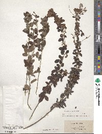 Lespedeza stuevei image