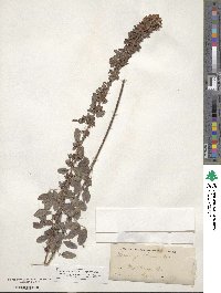 Lespedeza stuevei image