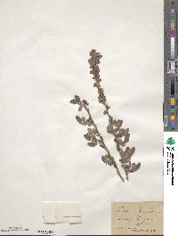 Lespedeza stuevei image