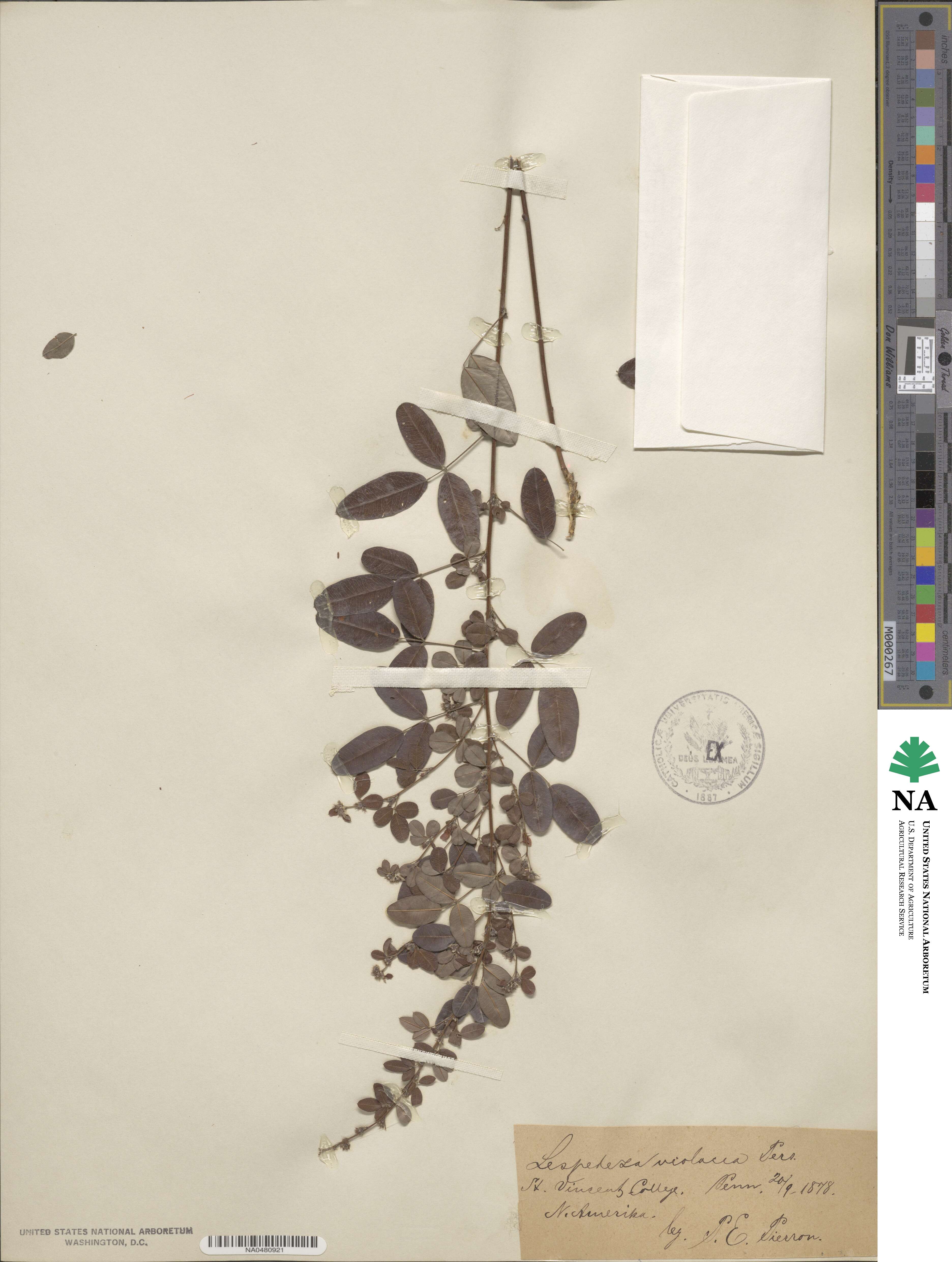 Lespedeza texana image