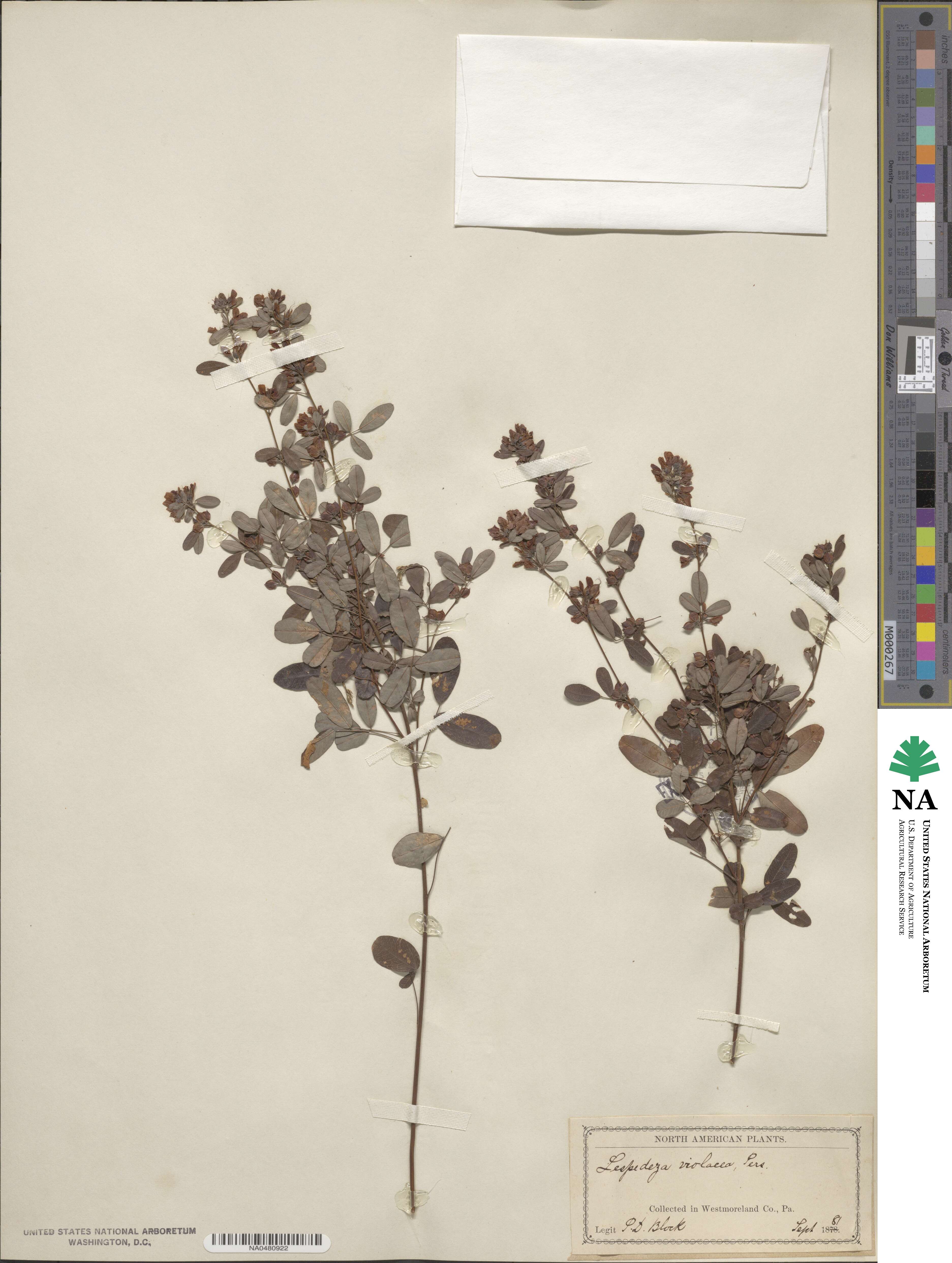 Lespedeza texana image