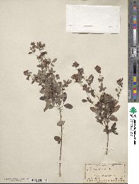 Lespedeza texana image