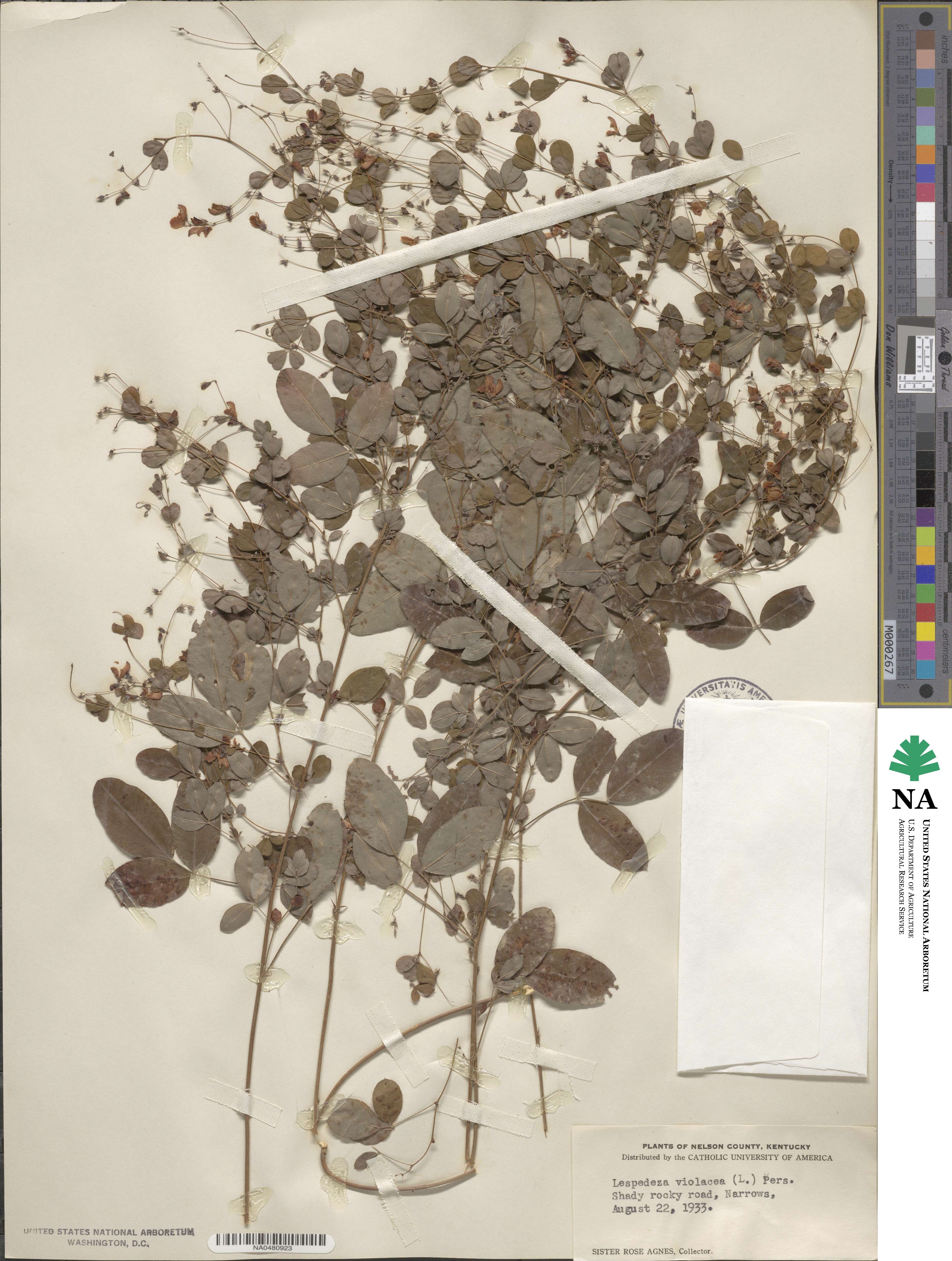 Lespedeza texana image