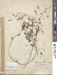 Lespedeza texana image