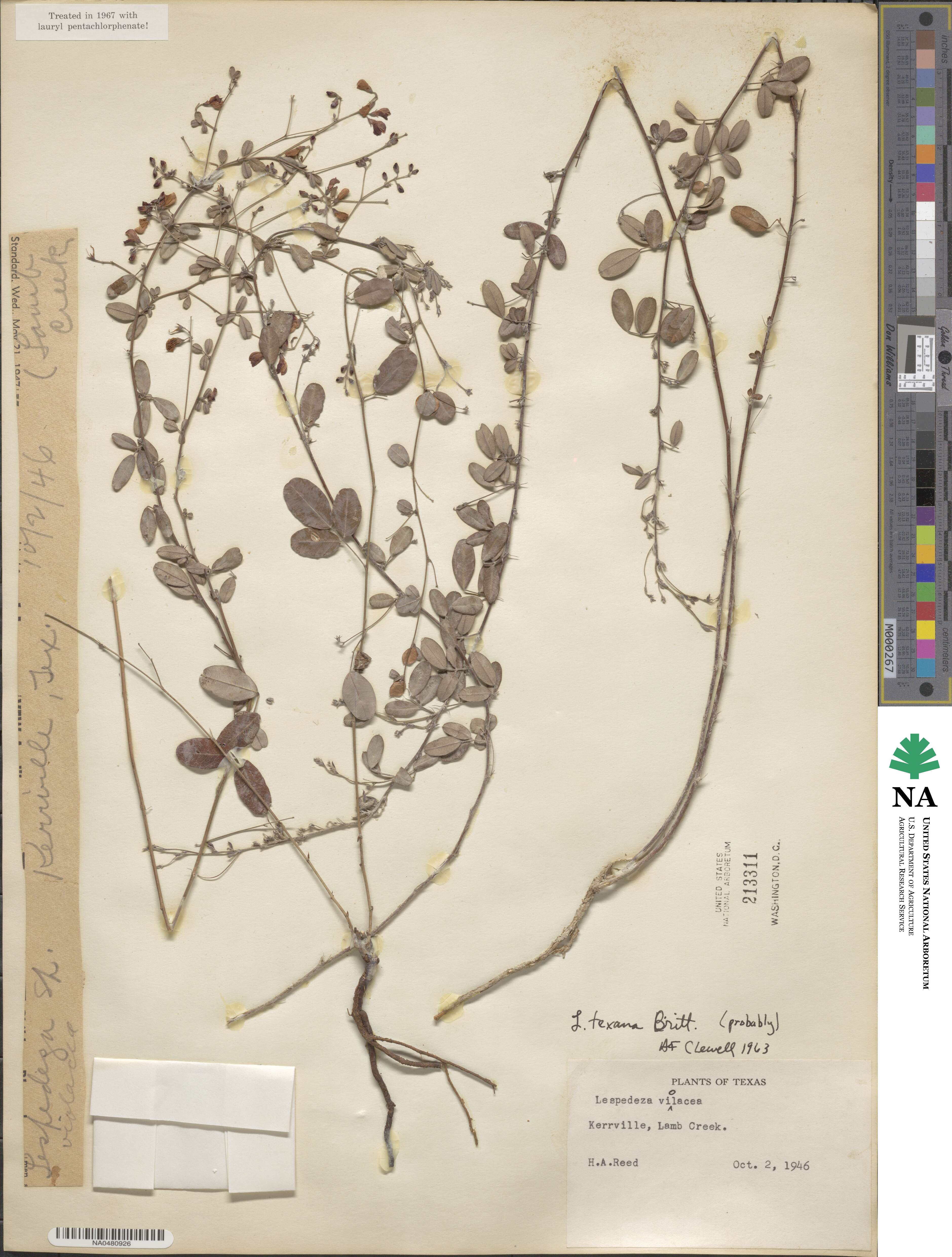 Lespedeza texana image