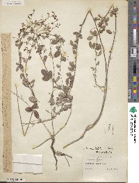Lespedeza texana image