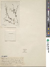 Lespedeza texana image
