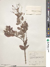 Lespedeza thunbergii image