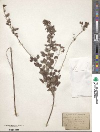 Lespedeza violacea image