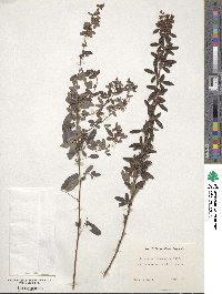 Lespedeza violacea image