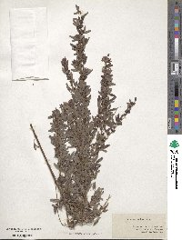 Lespedeza violacea image