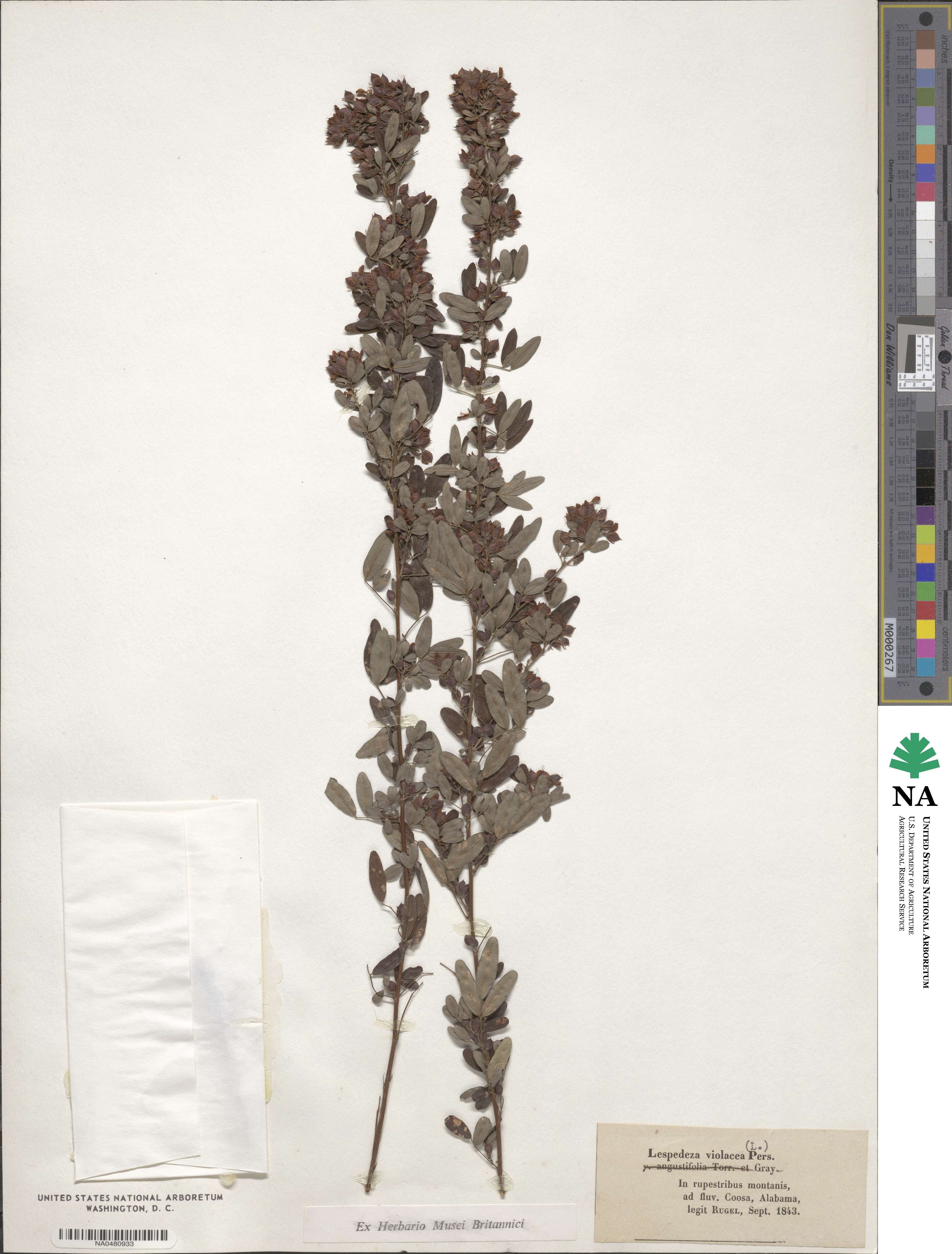 Lespedeza violacea image