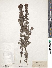 Lespedeza violacea image