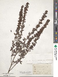 Lespedeza violacea image