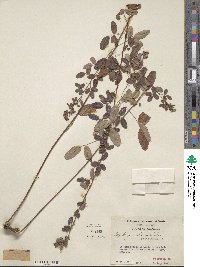 Lespedeza violacea image