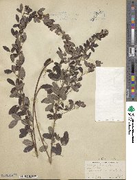 Lespedeza violacea image