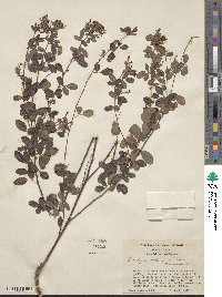 Lespedeza violacea image