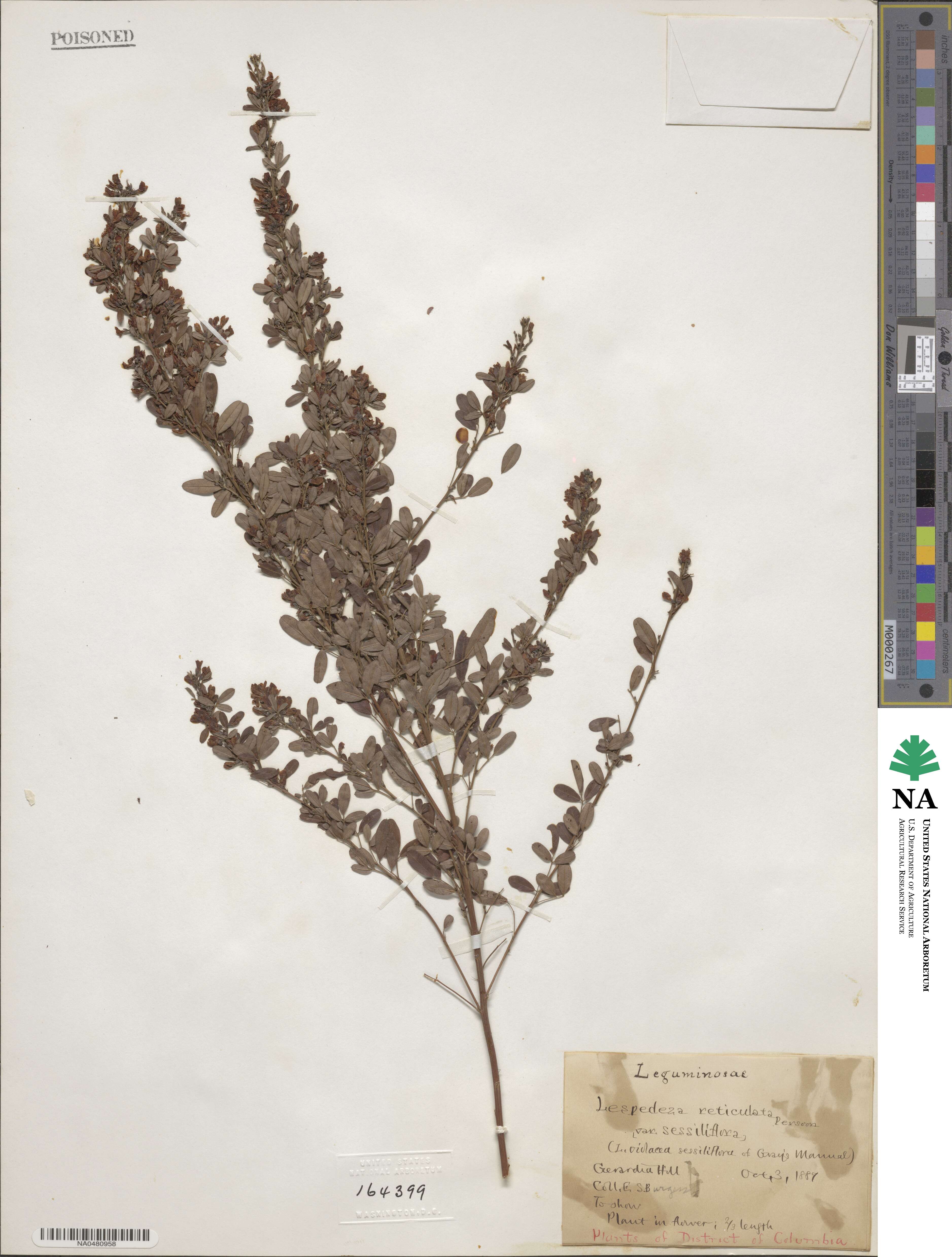 Lespedeza violacea image