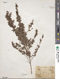 Lespedeza violacea image