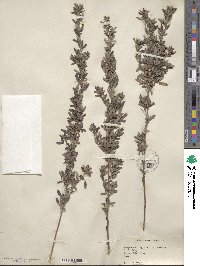 Lespedeza virginica image