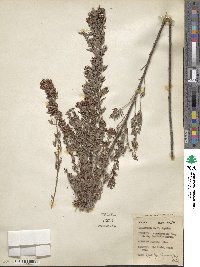 Lespedeza virginica image