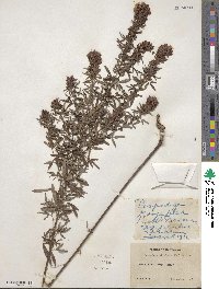 Lespedeza virginica image