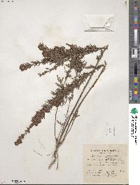 Lespedeza virginica image