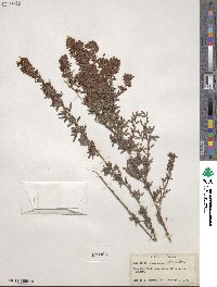 Lespedeza virginica image