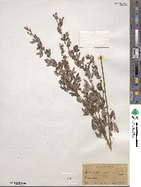 Lespedeza virginica image