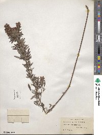 Lespedeza virginica image