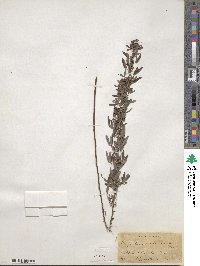 Lespedeza virginica image