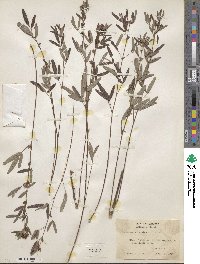 Lespedeza virginica image