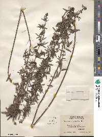 Lespedeza virginica image