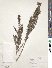 Lespedeza virginica image