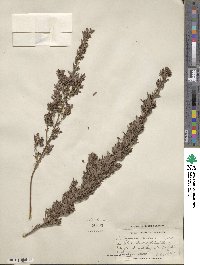 Lespedeza virginica image