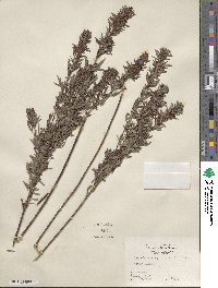 Lespedeza virginica image