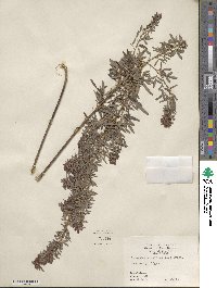 Lespedeza virginica image