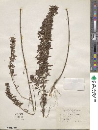 Lespedeza virginica image