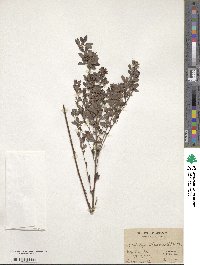 Lespedeza virginica image