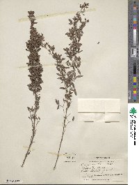 Lespedeza virginica image