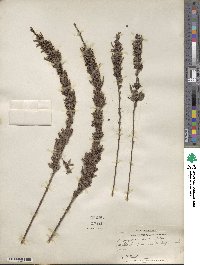 Lespedeza virginica image