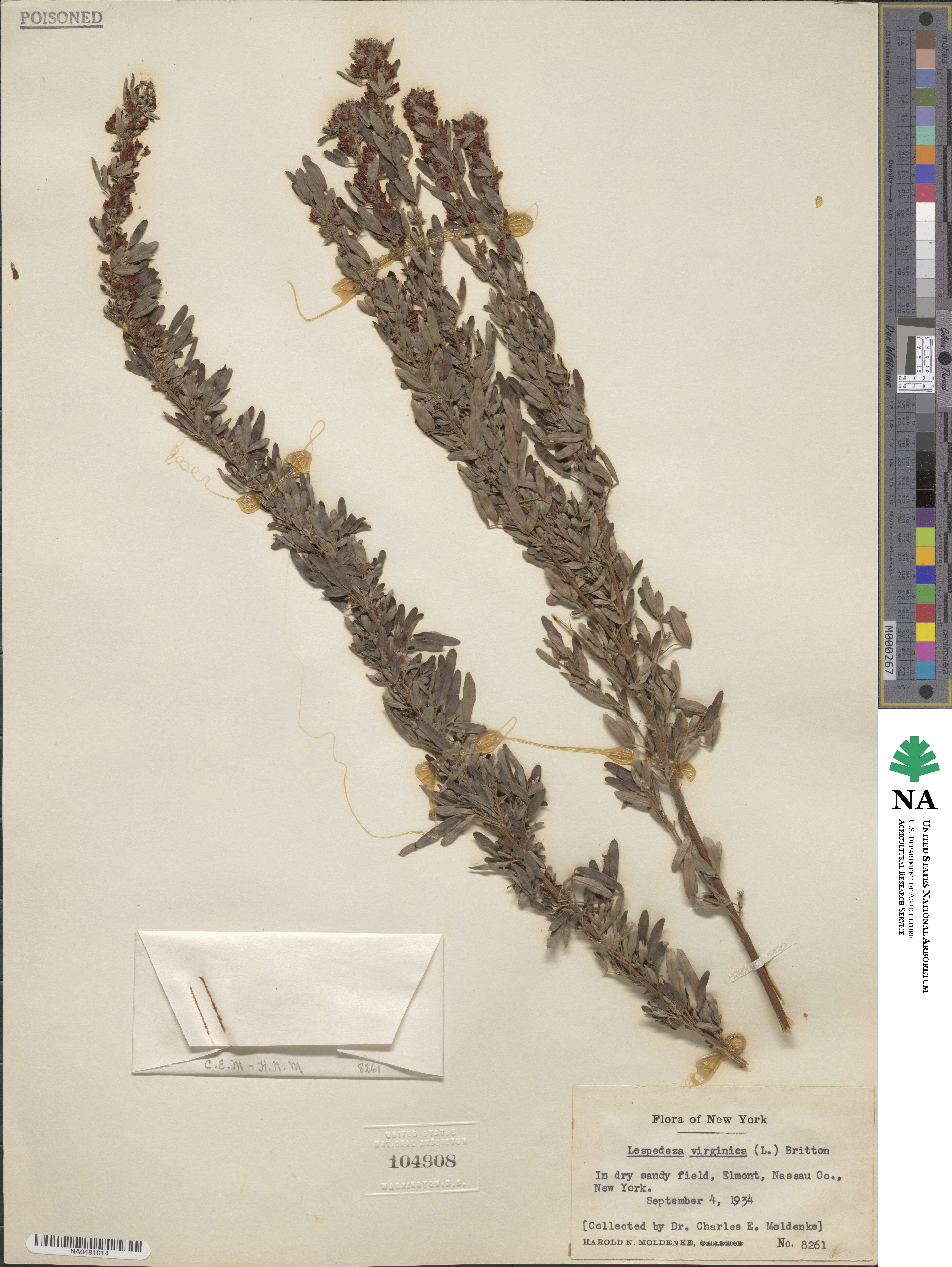 Lespedeza virginica image
