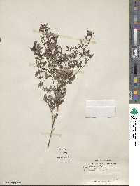 Lespedeza virginica image