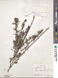 Lespedeza virginica image