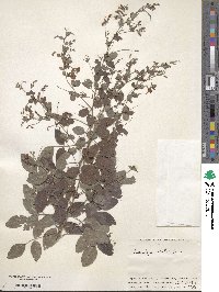 Lespedeza bicolor image