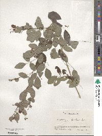 Lespedeza bicolor image