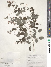 Lespedeza bicolor image